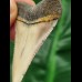 5,4 cm heller Zahn des Großen Weißen Hai 
