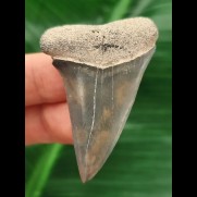 5,0 cm großer glänzender blauer Zahn des Mako-Hai aus dem Bone Valley