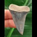 5.0 cm shiny blue tooth of the Mako shark from Bone Valley