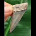 5.0 cm shiny blue tooth of the Mako shark from Bone Valley
