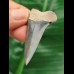 5.0 cm shiny blue tooth of the Mako shark from Bone Valley