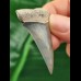 5,0 cm großer glänzender blauer Zahn des Mako-Hai aus dem Bone Valley