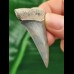 5.0 cm shiny blue tooth of the Mako shark from Bone Valley