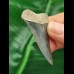 5.0 cm shiny blue tooth of the Mako shark from Bone Valley