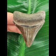 5,9 cm sehr scharfer Zahn des Megalodon