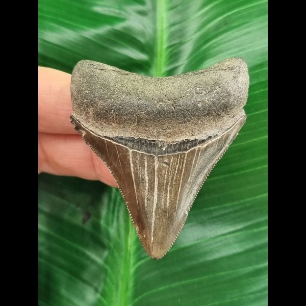5.9 cm very sharp tooth of the Megalodon