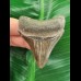 5.9 cm very sharp tooth of the Megalodon