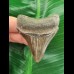 5,9 cm sehr scharfer Zahn des Megalodon