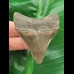 5,9 cm sehr scharfer Zahn des Megalodon