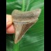 5,9 cm sehr scharfer Zahn des Megalodon