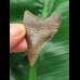 5.9 cm very sharp tooth of the Megalodon