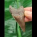 5.9 cm very sharp tooth of the Megalodon