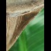 5.9 cm very sharp tooth of the Megalodon