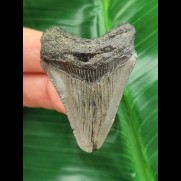 5,0 cm grauer Zahn des Megalodon