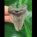 5,0 cm grauer Zahn des Megalodon