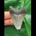 5,0 cm grauer Zahn des Megalodon
