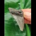5,0 cm grauer Zahn des Megalodon
