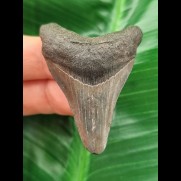 5,0 cm dunkler Zahn des Megalodon