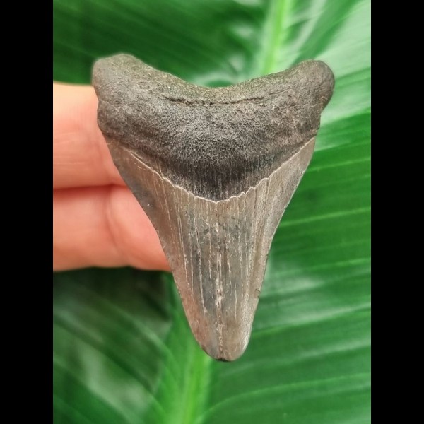 5.0 cm dark tooth of the Megalodon