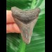 5,0 cm dunkler Zahn des Megalodon