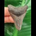 5.0 cm dark tooth of the Megalodon
