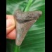 5.0 cm dark tooth of the Megalodon