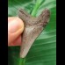 5.0 cm dark tooth of the Megalodon