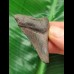 5,0 cm dunkler Zahn des Megalodon