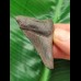 5.0 cm dark tooth of the Megalodon