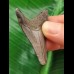 5.0 cm dark tooth of the Megalodon
