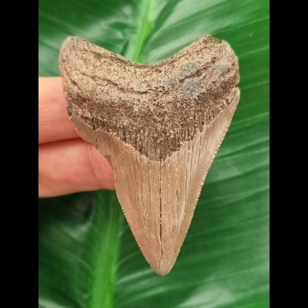 6,1 cm brauner Zahn des Megalodon