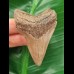 6,1 cm brauner Zahn des Megalodon