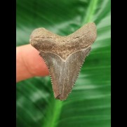 3,8 cm scharfer Zahn des Megalodon