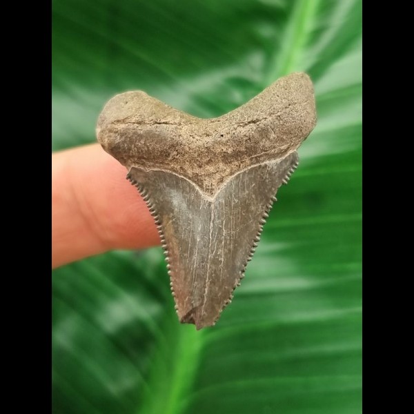 3.8 cm sharp tooth of the Megalodon