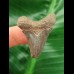 3.8 cm sharp tooth of the Megalodon
