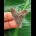 3.8 cm sharp tooth of the Megalodon