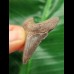 3.8 cm sharp tooth of the Megalodon