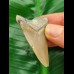 4.9 cm tooth of the Megalodon with blue bourelette