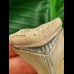 4,9 cm Zahn des Megalodon mit blauer Bourelette
