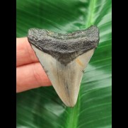 5,0 cm glatter grauer Zahn des Megalodon