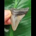 5,0 cm glatter grauer Zahn des Megalodon