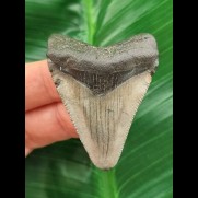 5,0 cm Zahn des Megalodon mit schöner Bourelette