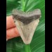 5,0 cm tooth of the Megalodon with beautiful bourelette