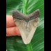 5,0 cm tooth of the Megalodon with beautiful bourelette