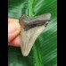 5,0 cm tooth of the Megalodon with beautiful bourelette