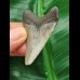 5,0 cm tooth of the Megalodon with beautiful bourelette