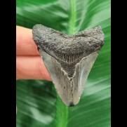 5.0 cm grey-blue tooth of the Megalodon