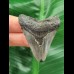 5.0 cm grey-blue tooth of the Megalodon