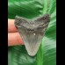 5.0 cm grey-blue tooth of the Megalodon