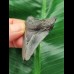 5.0 cm grey-blue tooth of the Megalodon